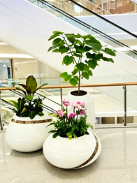 慈溪绿植租摆服务-宁波绿植租摆上架-慈溪室内绿植出租-慈溪租花木千套方案价格